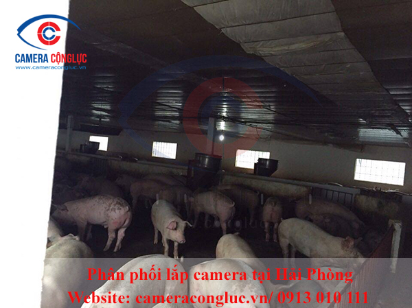 Lắp camera tại Vĩnh Bảo, Hải Ph&ograve;ng &ndash; Trại lợn b&aacute;c Đặng, lap camera tai Vinh Bao, Hai Phong
