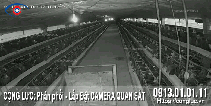 lắp đặt camera giám sát trang trại chăn nuôi gà cát bi hải phòng